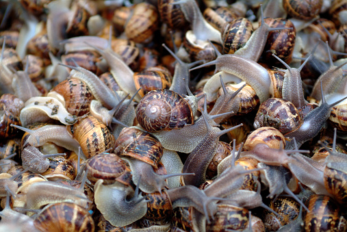 Bucket full of snails on snail farm.